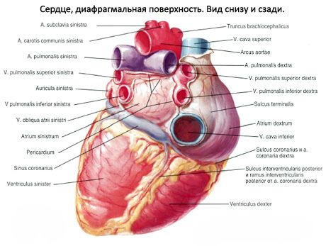 Srce