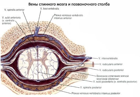 Kičmena moždina