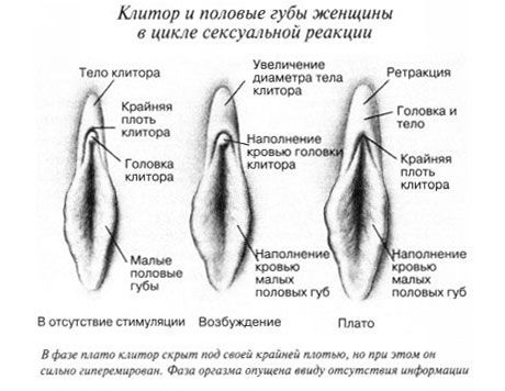 Klitoris tijekom spolnog odnosa