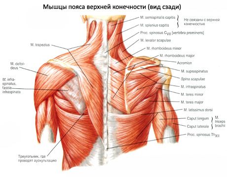 Deltoid