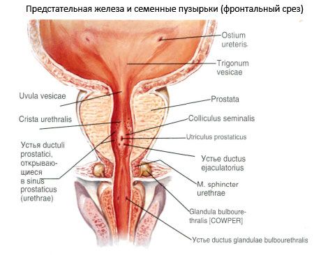 Prostata (žlijezda)