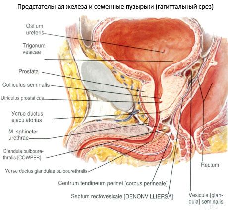 Prostata (žlijezda)