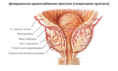Krvne žile i živci prostate