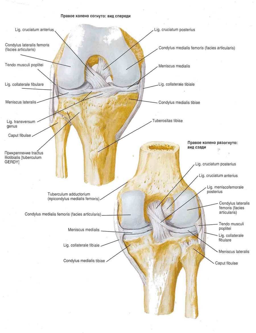 Ligamenti koljenskog zgloba