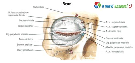 Kapci